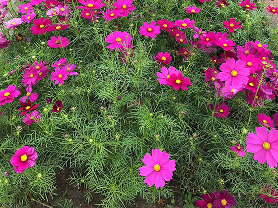 保山高端仿真花|道路绿化设计